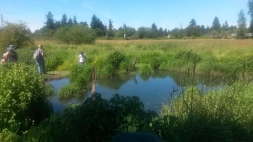 More of the pond.